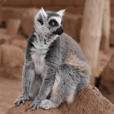 Monkey Park – 2